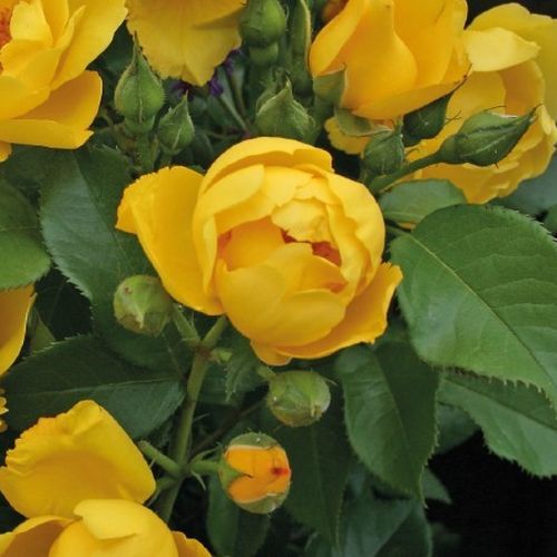 Virágágyi floribunda rózsa - Rózsa - Lemon Fizz® - Online rózsa vásárlás